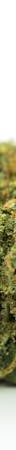 Love Potion #1 Weed; Love Potion #1 Cannabis Strain; Love Potion #1 Sativa Marijuana Strain