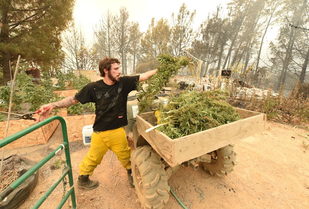 Most Californias marijuana farms fall within the states high wildfire risk Red Zones. 2 of 2 Most Of Californias Marijuana Farms Fall Within High Risk Wildfire Red Zones