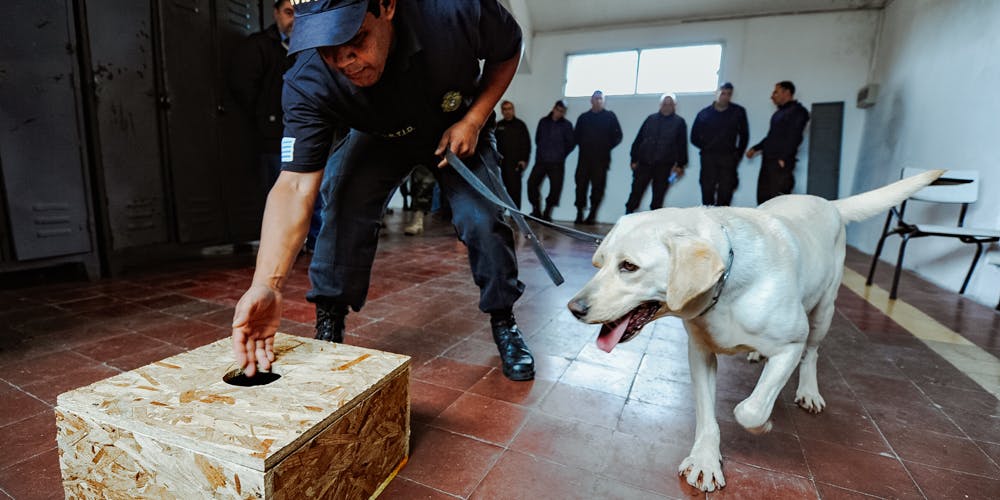 are police dogs trained to smell weed