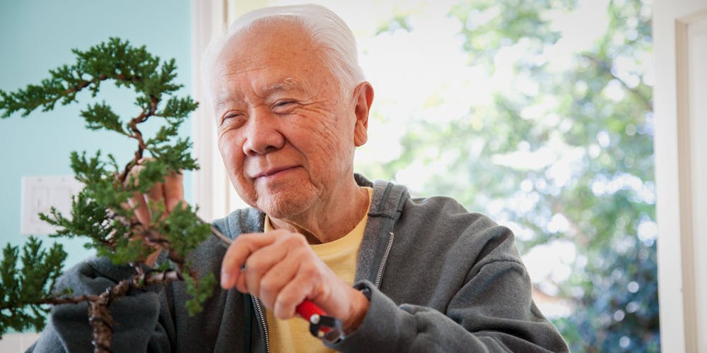 Senior Japanese man pruning bonsai tree