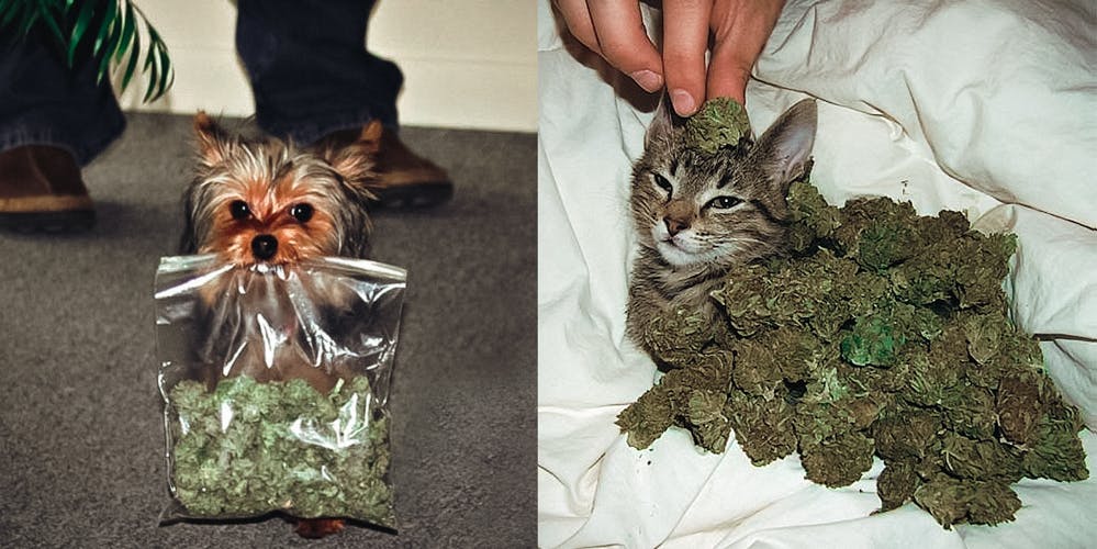 Treat Pets with cannabis edible weed marijuana herb cat dog