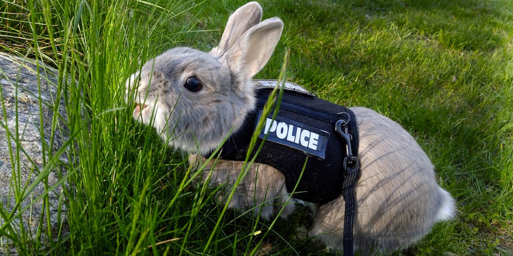 Drug-Sniffing Bunnies in a Police Uniform