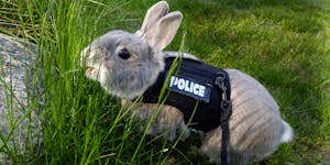 A Republican Nominee Seriously Thought Drug-sniffing Bunnies Were A Thing