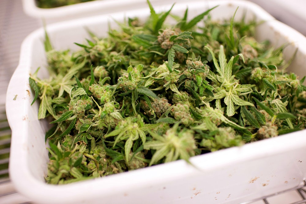 Tweed Hersheys Factory Larges Weed Marijuana Farm 1 of 5 An 83 Year Old Mormon Senator Snuck Weed Puns Into His Pro Marijuana Bill Just For The Hell Of It