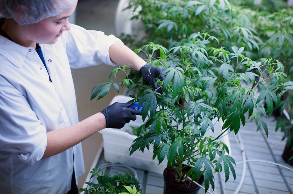 Tweed Hersheys Factory Larges Weed Marijuana Farm 3 of 5 An 83 Year Old Mormon Senator Snuck Weed Puns Into His Pro Marijuana Bill Just For The Hell Of It