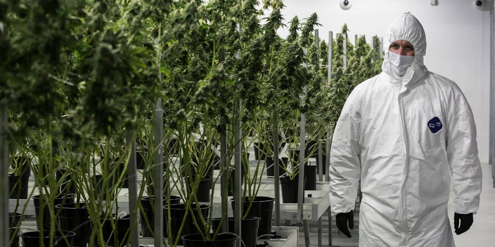 tweed largest weed factory