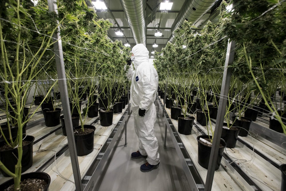 Tweed Hersheys Factory Larges Weed Marijuana Farm 5 of 5 An 83 Year Old Mormon Senator Snuck Weed Puns Into His Pro Marijuana Bill Just For The Hell Of It