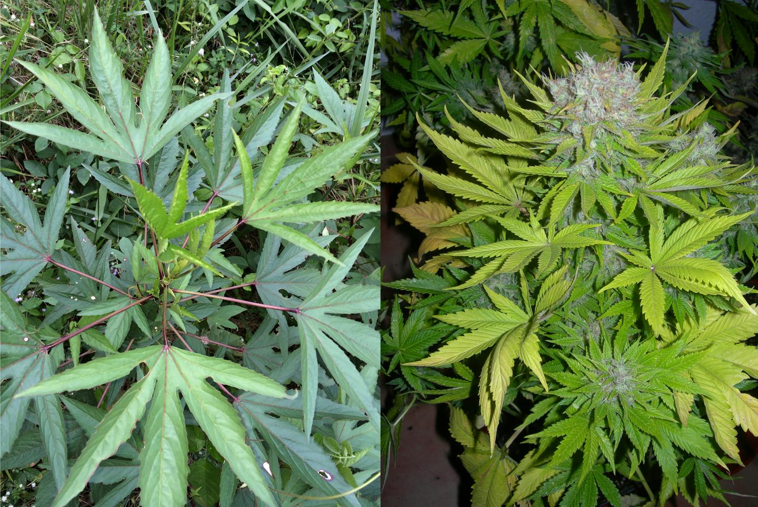 Elderly Couple Sues After Police Raid Mistakes Hibiscus Plants For Marijuana 1 of 1 Elderly couple arrested after cops thought hibiscus plants were marijuana