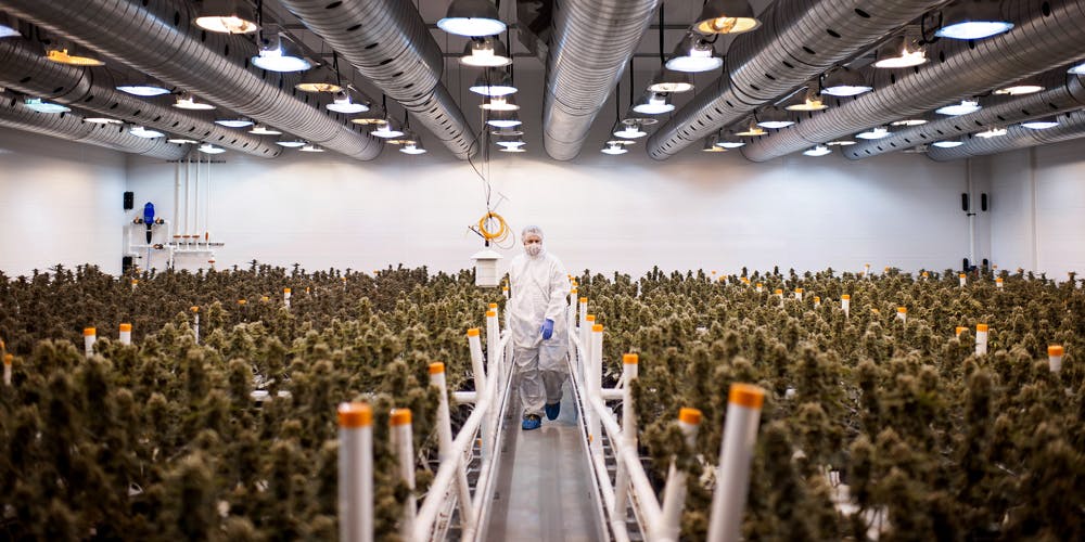 An employee checks nearly matured medical marijuana plants in a climate controlled growing room