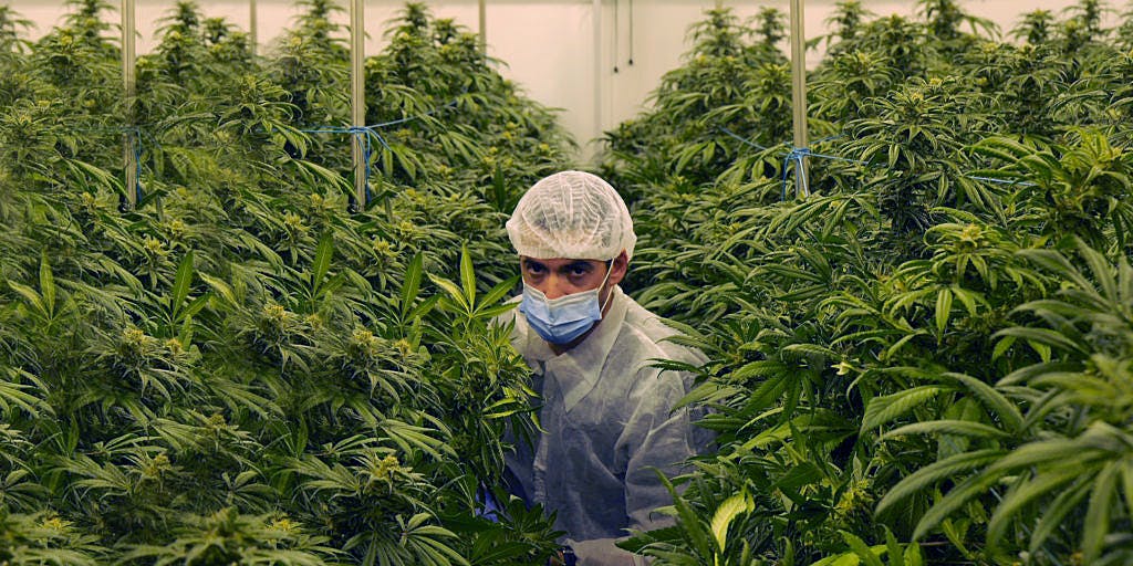 Man in Cannabis Production plant