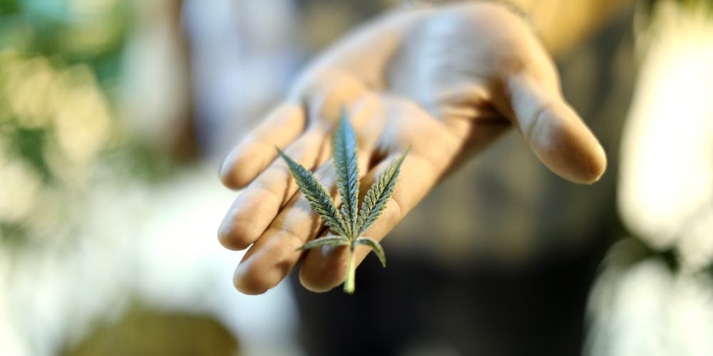 Cannabis leaf in the palm of a hand.