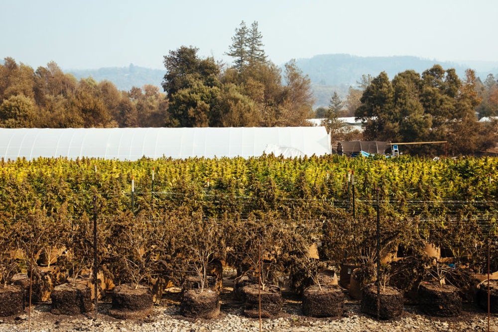 GettyImages 8656901581 Judge allows murderer to use medical marijuana to stay calm