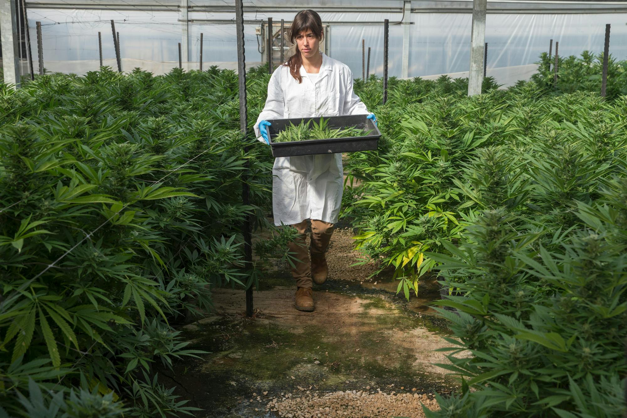 This Mom Told Dr. Phil That She Smokes Weed With Her 14 year old 4 of 4 How a Sports Gambling Case Could Impact Legal Weed