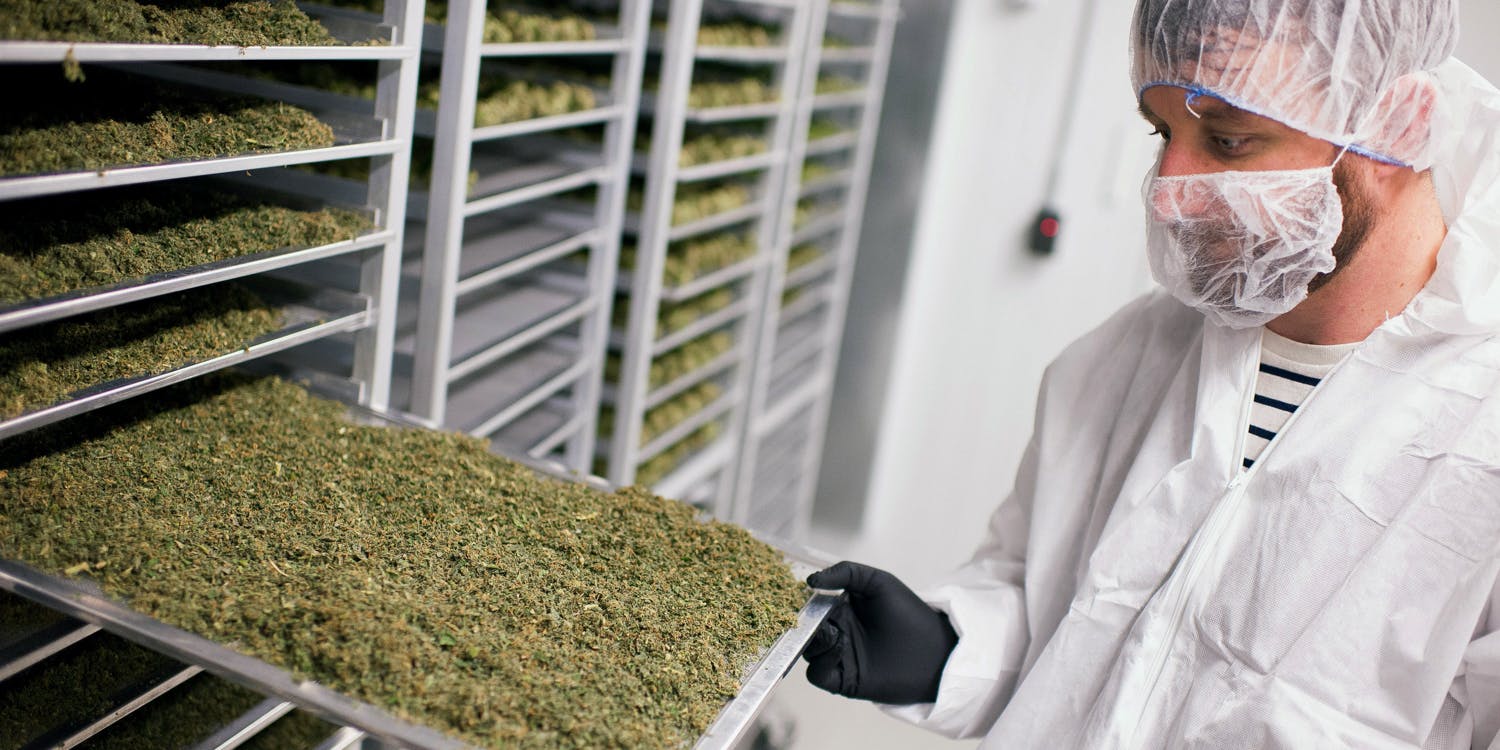An employee displays a tray of medical marijuana plant cuttings drying