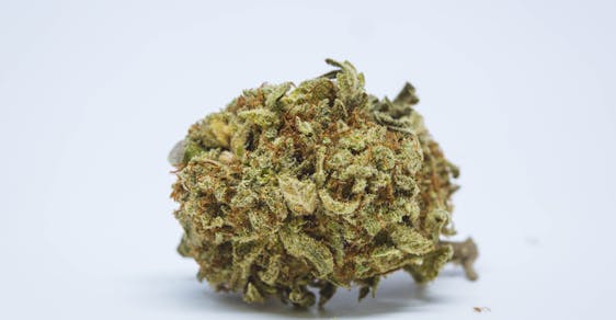 Medicine Man Weed; Medicine Man Cannabis Strain; Medicine Man Hybrid Marijuana Strain