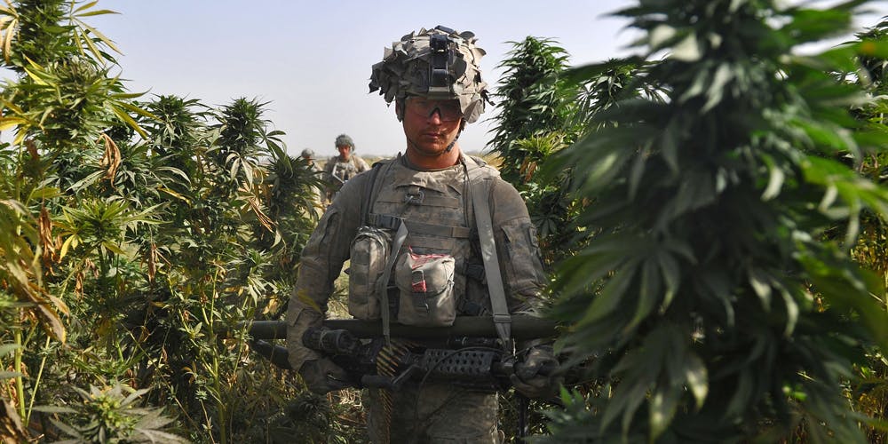 Man walks in a Marijuana field during a patrol