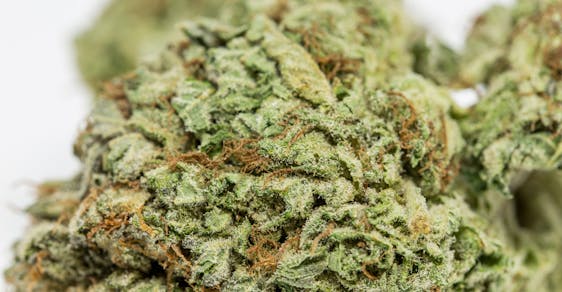 Afghan Haze Weed; Afghan Haze Cannabis Strain; Afghan Haze Hybrid Marjuana Strain