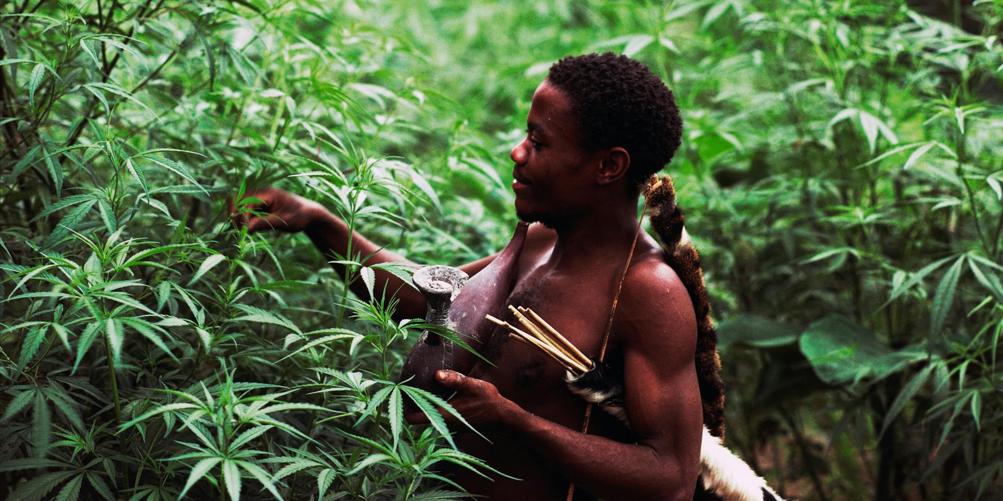 Marijuana is a new cash crop in the Democratic Republic of Congo