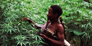 Marijuana is a new cash crop in the Democratic Republic of Congo