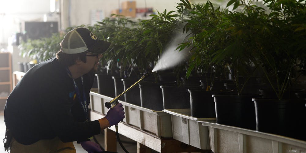 Man spraying pesticides on cannabis plants