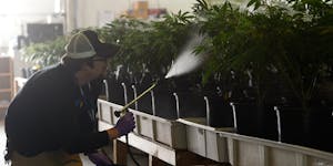 How dangerous are pesticides on weed?