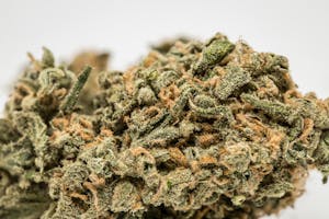 Silver Surfer Marijuana Strain