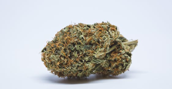 Mango Haze Weed; Mango Haze Cannabis Strain; Mango Haze Hybrid Marijuana Strain