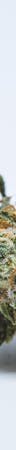 White Buffalo Weed; White Buffalo Cannabis Strain; White Buffalo Sativa Marijuana Strain