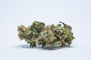 White Buffalo Marijuana Strain