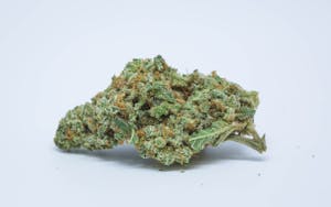 New Freezeland Orange Marijuana Strain