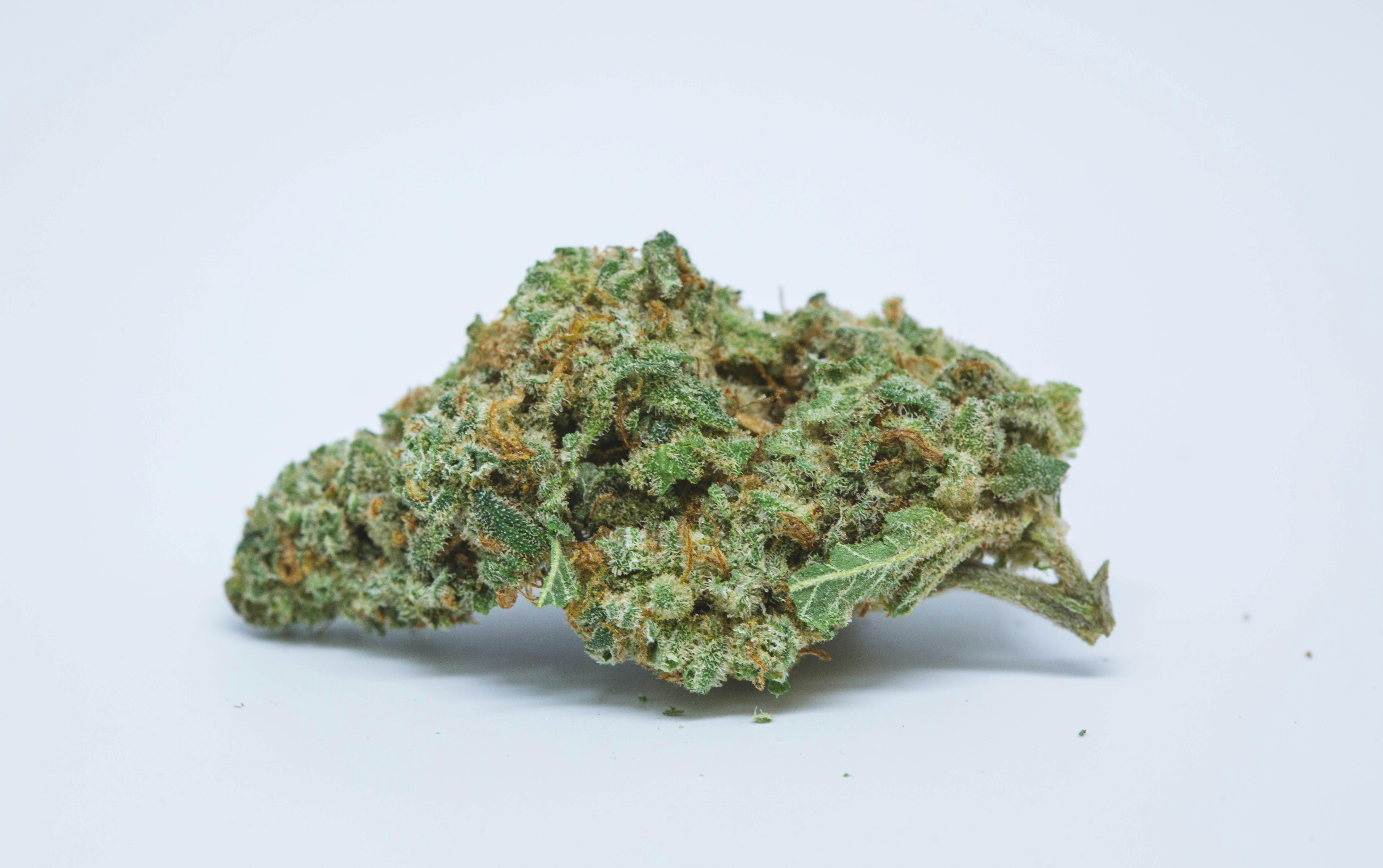 New Freezeland Orange Weed; New Freezeland Orange Cannabis Strain; New Freezeland Orange Indica Marijuana Strain