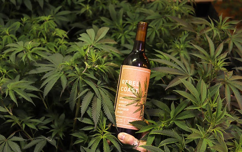 wine hand Introducing Alcohol Free, Cannabis Infused Wine for the Worlds Classiest High