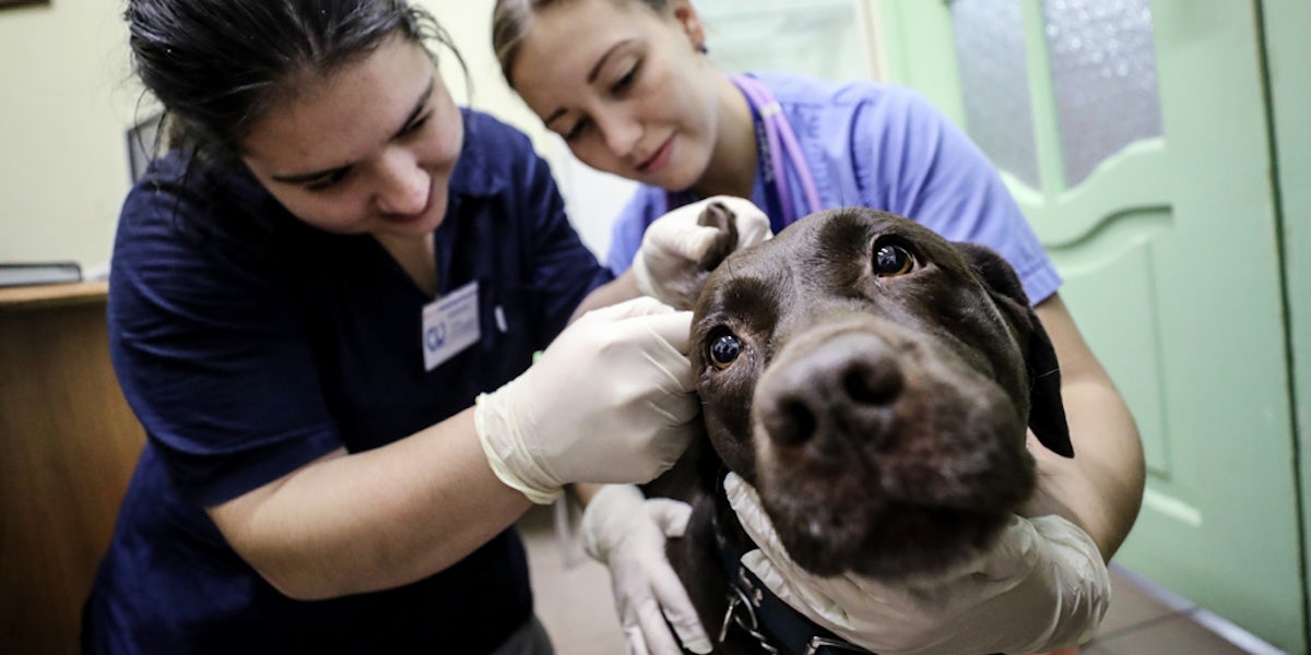 A Growing Number Of Dogs Overdose From Marijuana Research