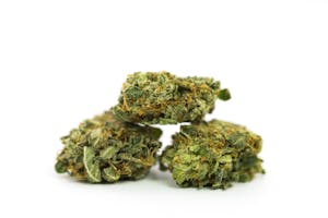 El Jefe Marijuana Strain