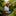 Cannabis Farmer Calaveras County