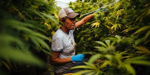 California county makes millions in taxes off pot farms and then shuts them down