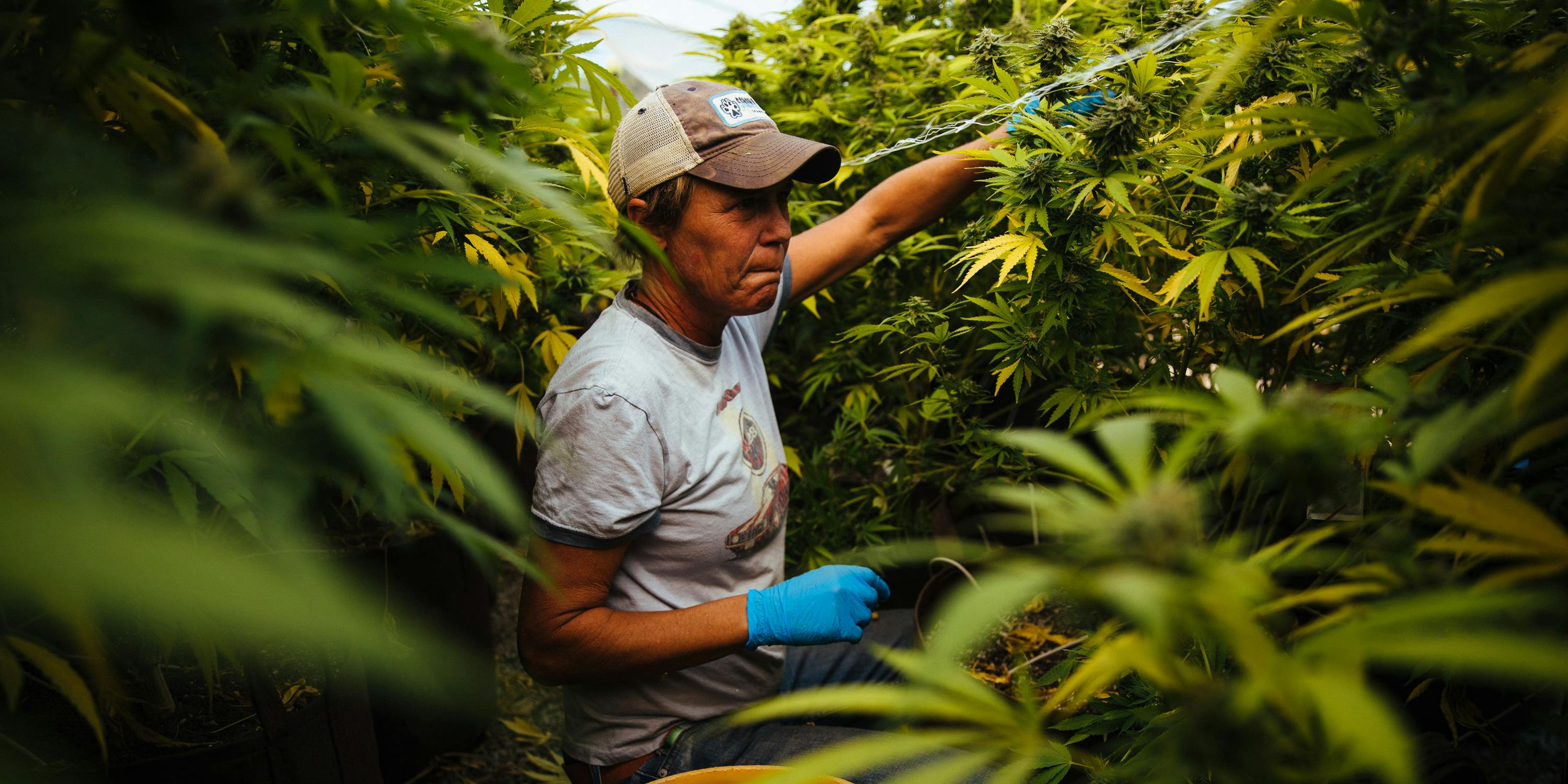 Cannabis Farmer Calaveras County