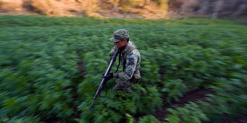 Legal marijuana cuts violent crime in states that border Mexico