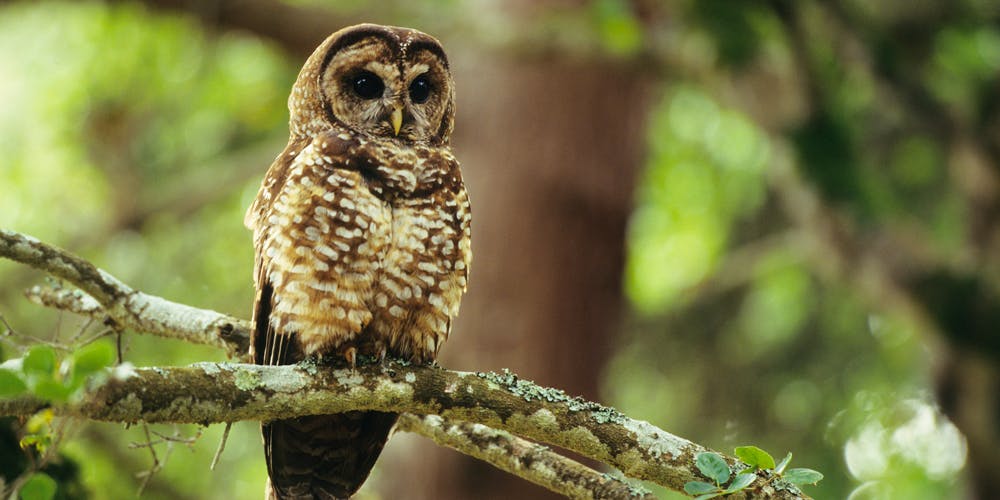 owls