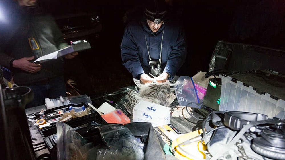 NorthernSpottedOwl3 5th grader accidentally hands out gummy edibles at school