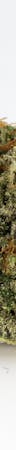 Burmese Kush Weed; Burmese Kush Cannabis Strain; Burmese Kush Hybrid Marijuana Strain