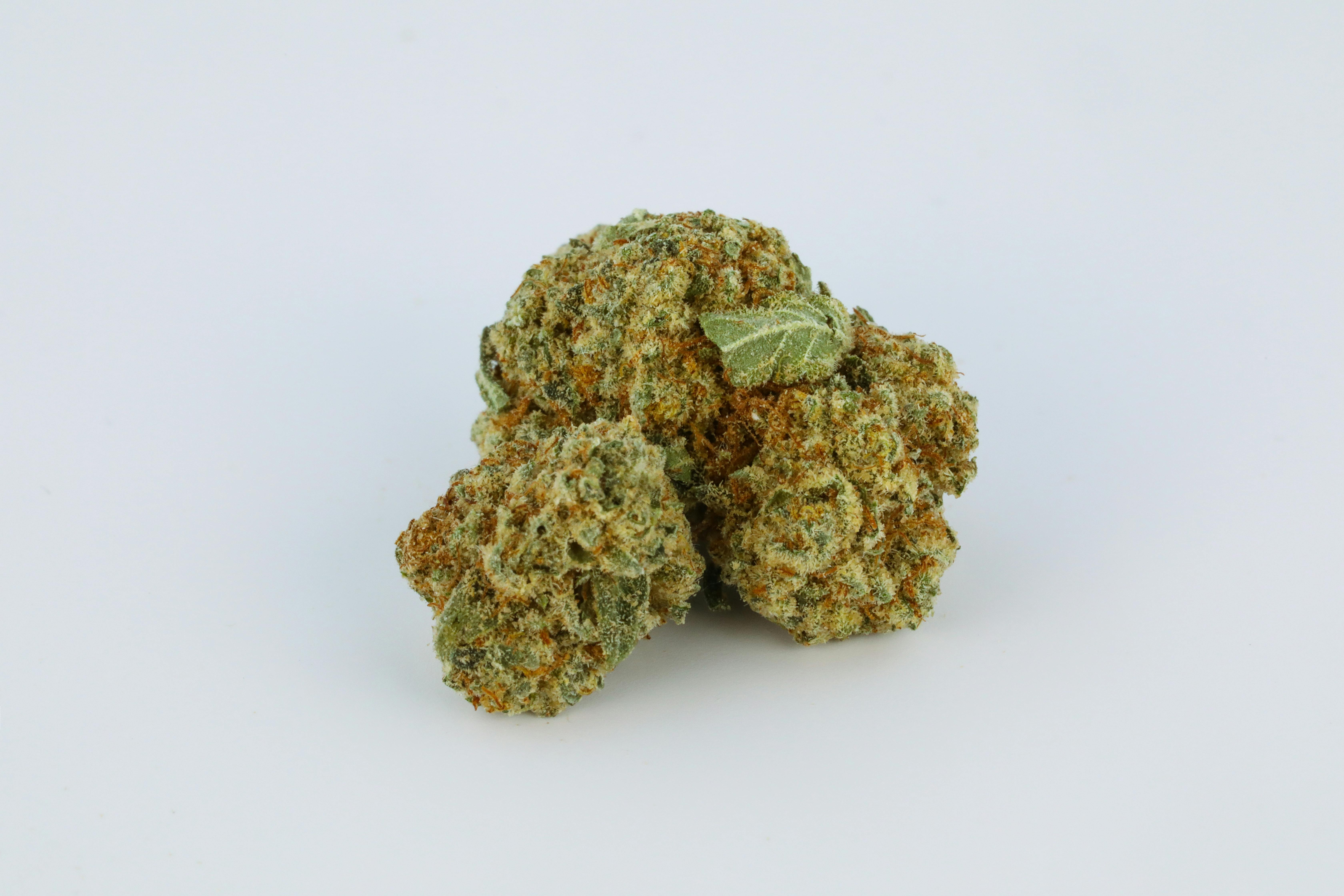 Champagne Kush Marijuana Strain