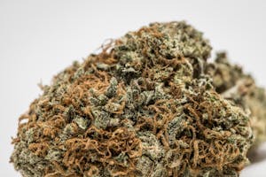 Kimbo Kush Marijuana Strain