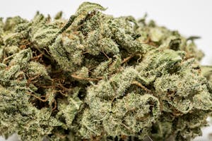 Atomic Jack Marijuana Strain