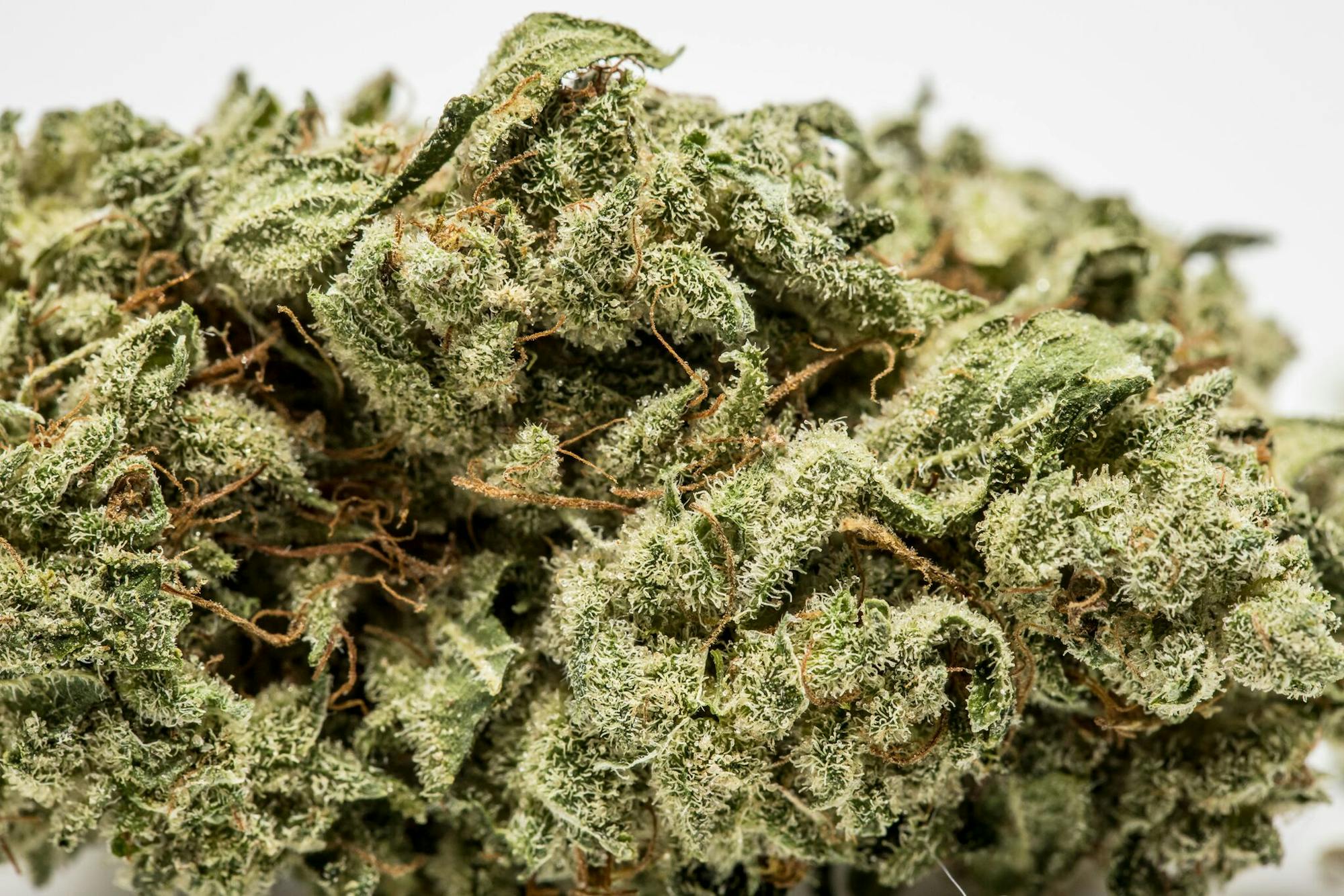 Atomic Jack Strain of Marijuana Weed Cannabis Herb Herb