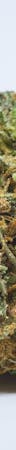 Banana Diesel Weed, Banana Diesel Cannabis Strain; Banana Diesel Hybrid Marijuana Strain