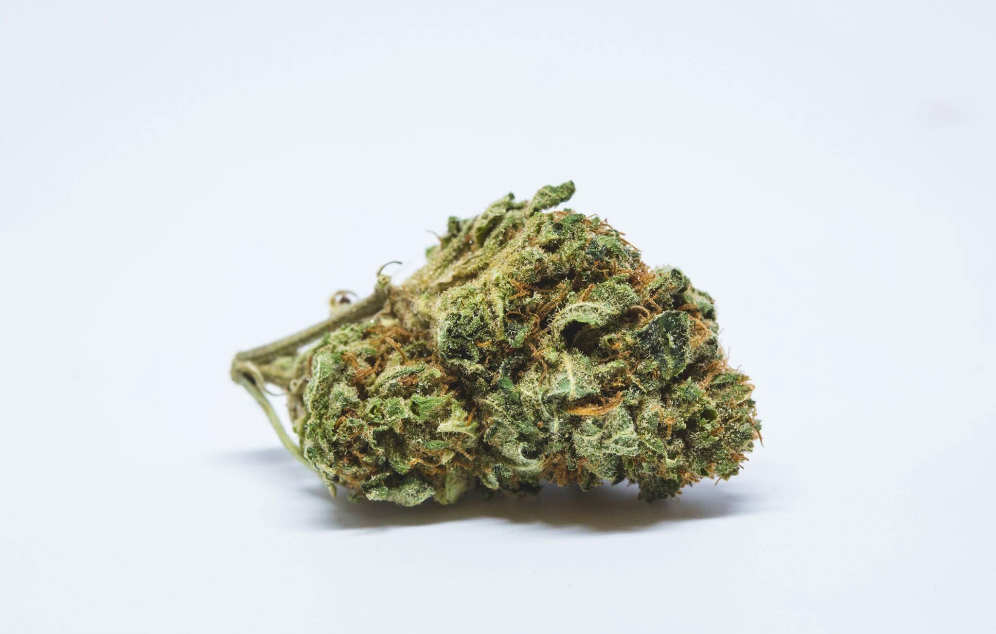 Candy Jack Weed; Candy Jack Cannabis Strain, Candy Jack Sativa Marijuana Strain