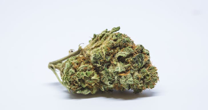 Candy Jack Weed; Candy Jack Cannabis Strain, Candy Jack Sativa Marijuana Strain