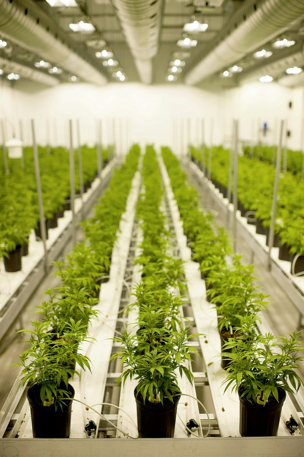 CannabisGrowOp Four percent of Denvers energy is going towards growing weed