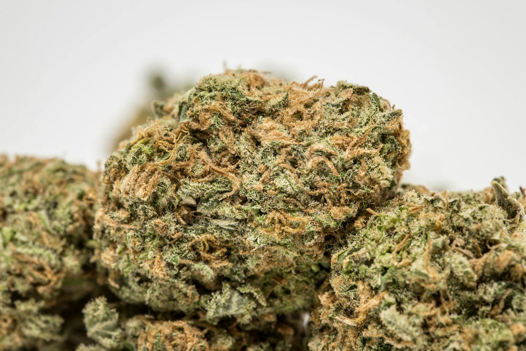 Cookies Kush Strain of Marijuana Weed Cannabis Herb Herb